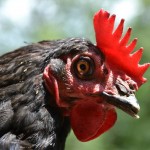 gallina3